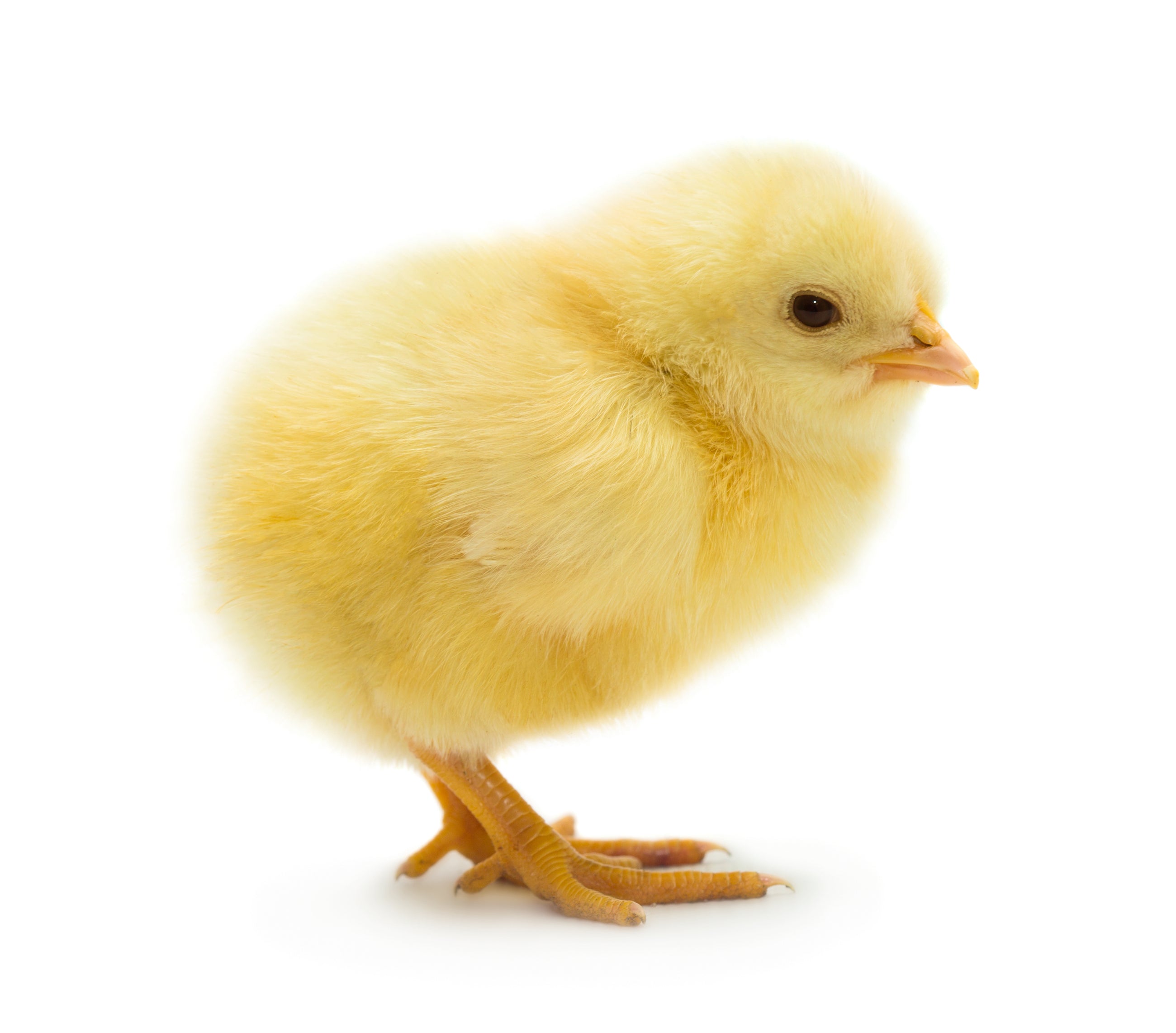 Djurens Rätts kycklingkampanj