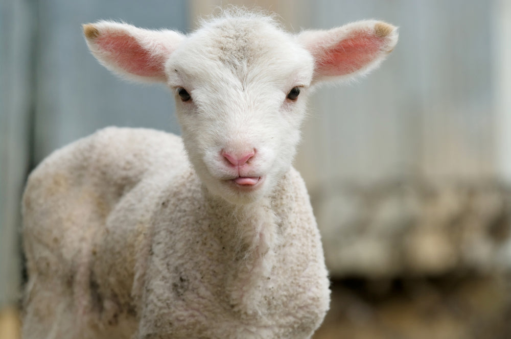 Ягненок 3 месяца. Маленькие ягнята. Очень милые картинки и фото. Cute Lambs avatars.
