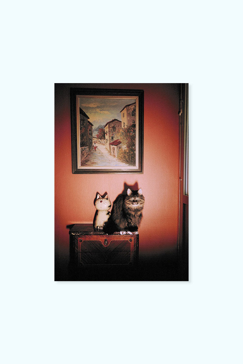 Vykort katt