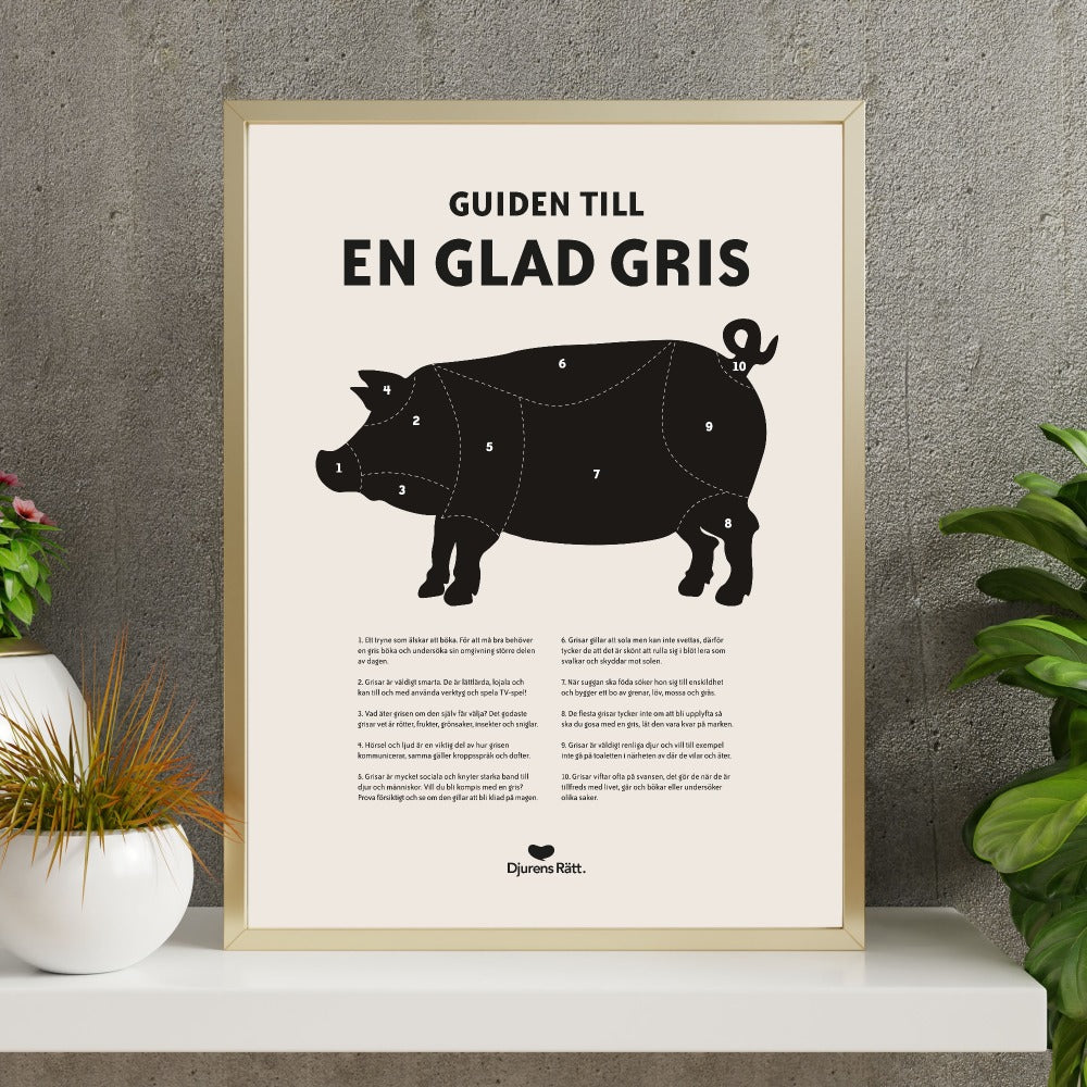 Poster Glad gris-karta